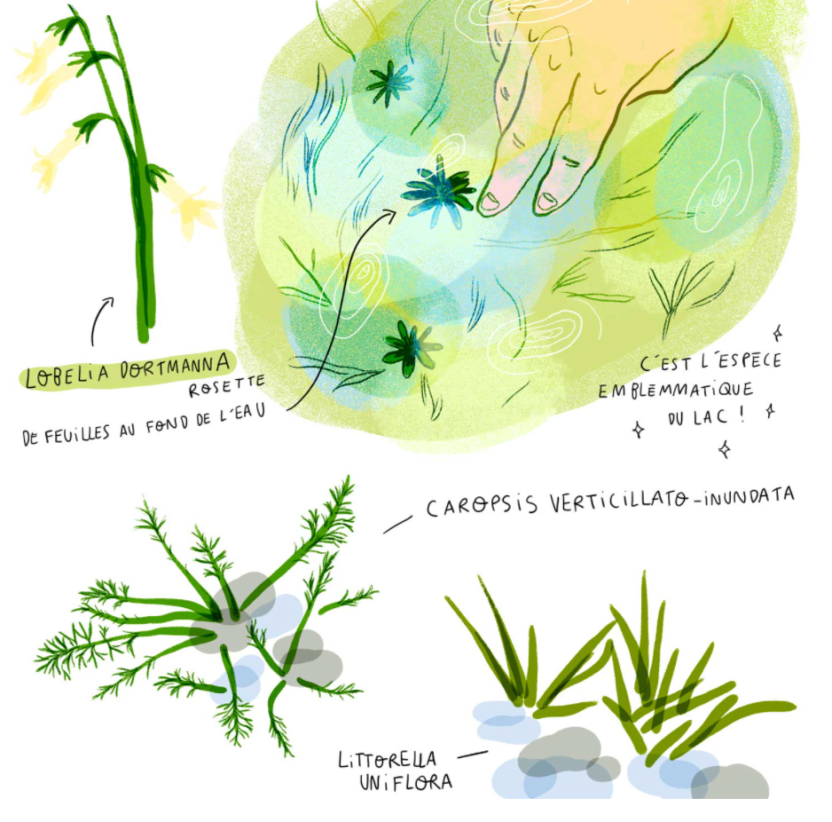 Zoom sur les petites plantes des rives de nos lacs # 2 Zoom sur les petites plantes des rives de nos lacs # 2