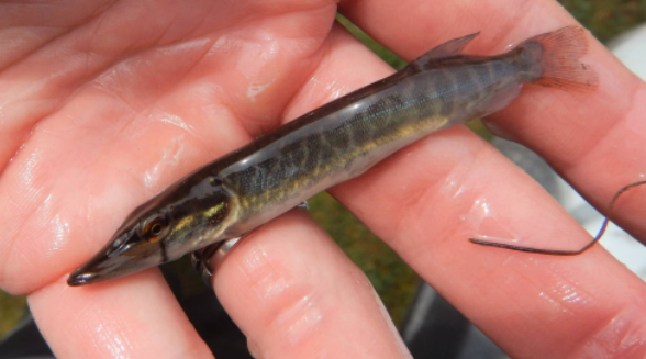 Comment vont les poissons des cours d'eau Girondins?