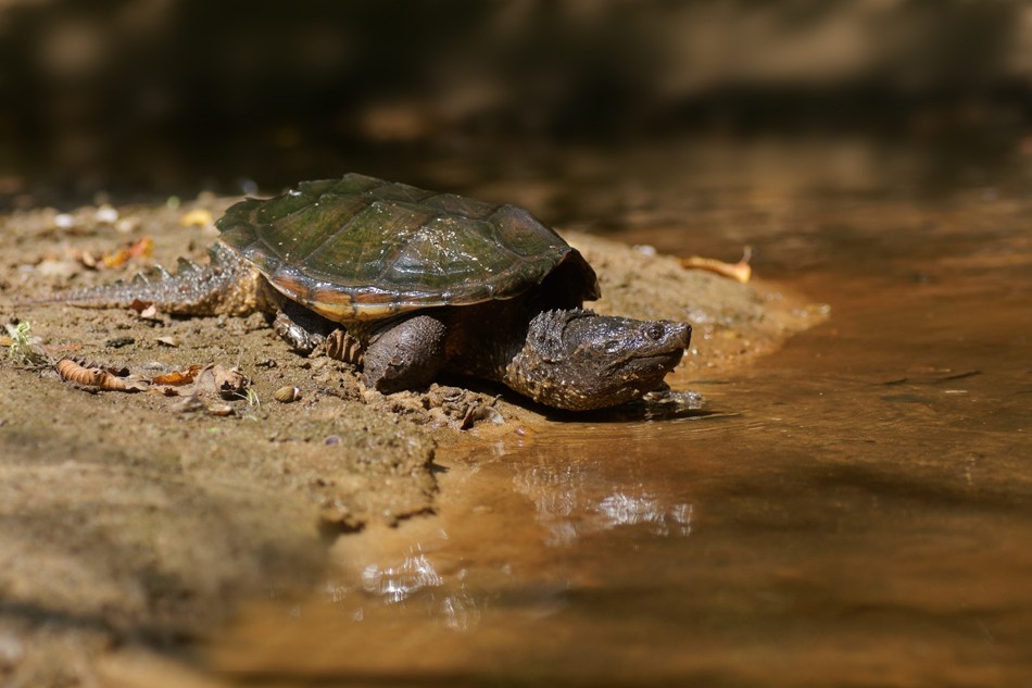 La tortue serpentine, espèce présente sur notre bassin versant !