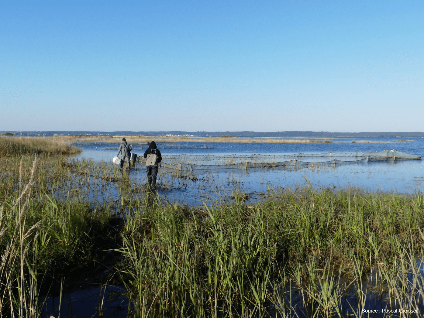 Les suivis de la faune piscicole : + de 40 000 brochets produits naturellement sur les lacs médocains !