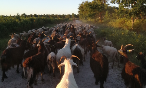 Retour de la transhumance sur le bassin versant les lacs Médocains ! 