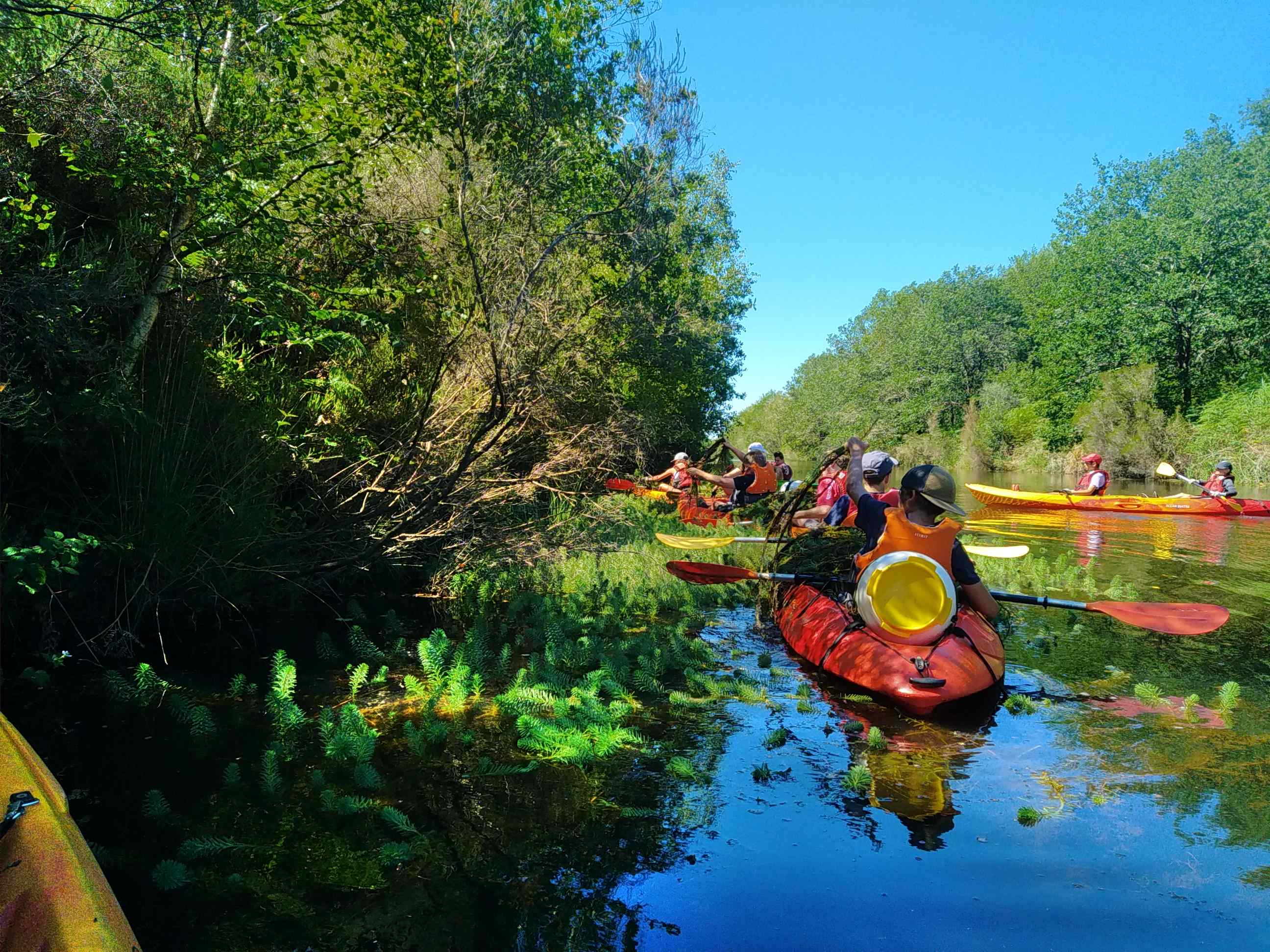 Chantiers participatifs d'arrachage de plantes exotiques envahissantes en canoë sur le Canal de Lège Chantiers participatifs d'arrachage de plantes exotiques envahissantes en canoë sur le Canal de Lège