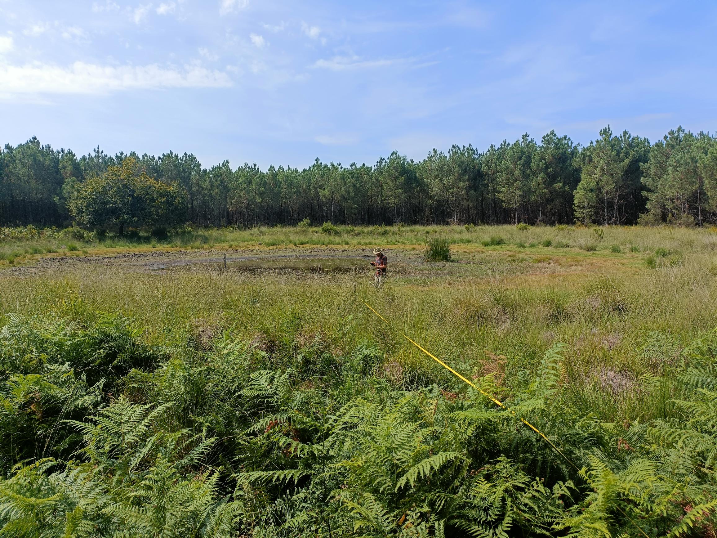 Des suivis en cours sur les lagunes forestières ! Des suivis en cours sur les lagunes forestières !