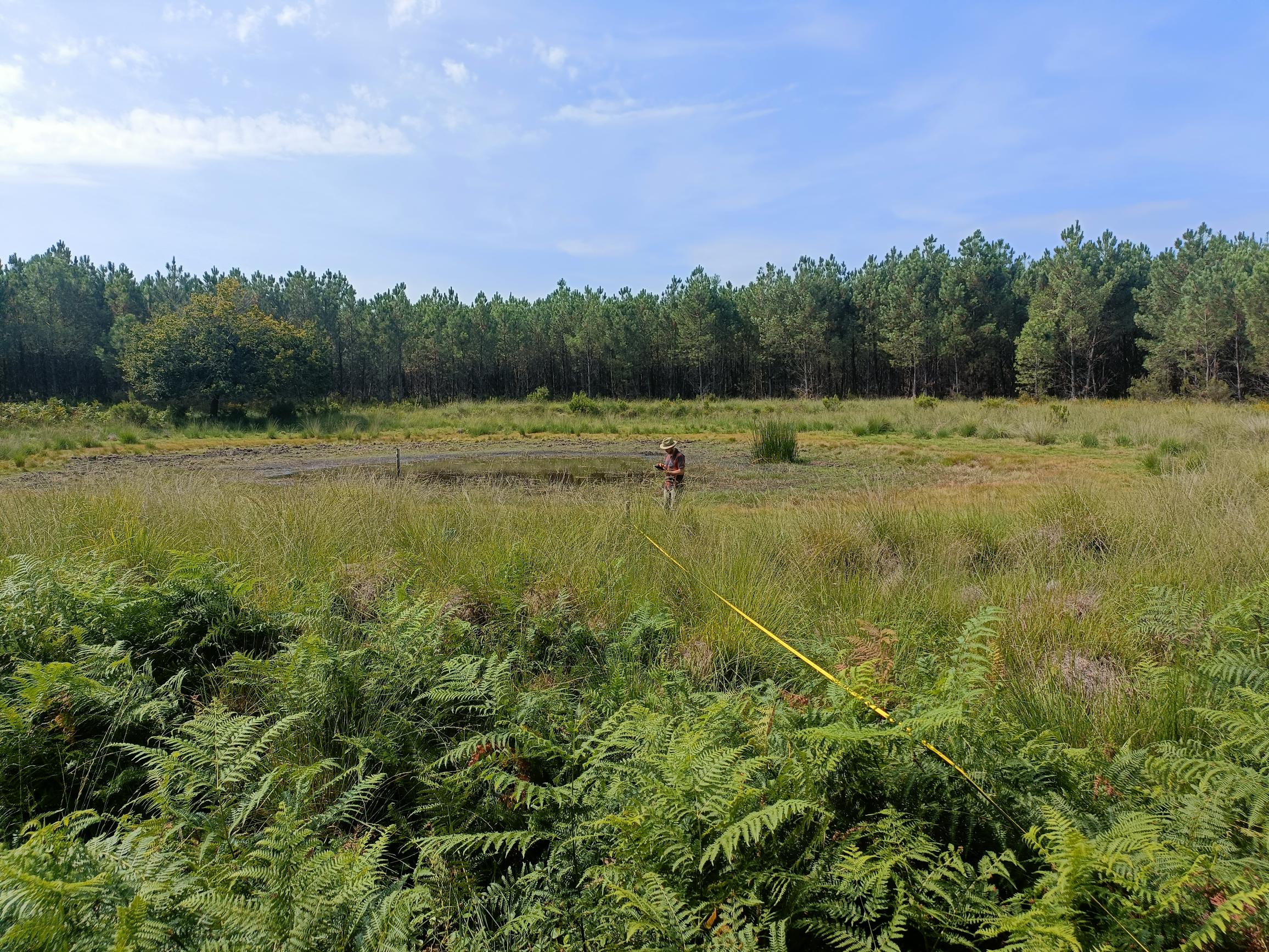 Des suivis en cours sur les lagunes forestières ! 