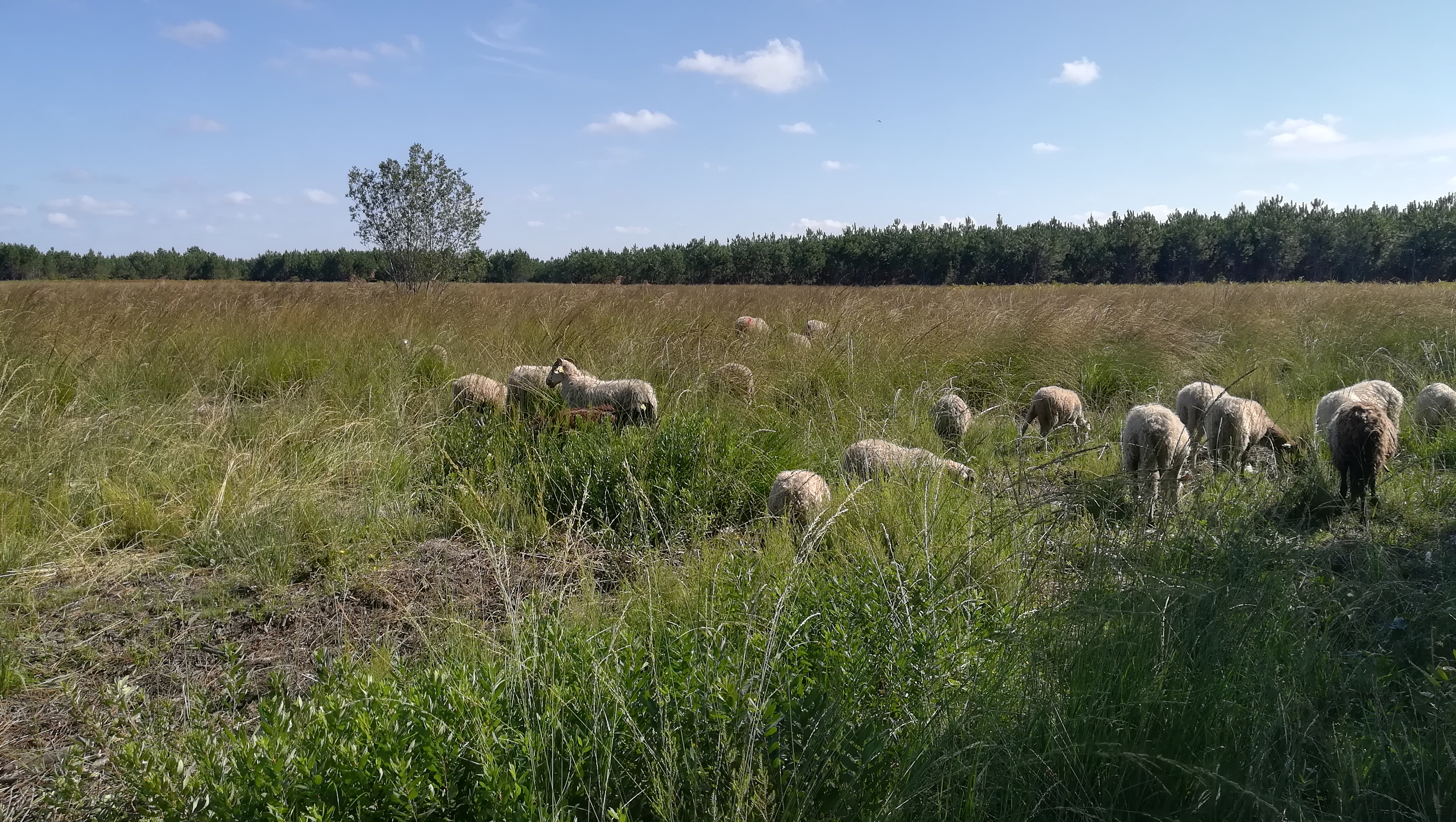 Installation à venir d'un parc pastoral fixe pour des brebis landaises sur le marais communal du Pouch à Carcans