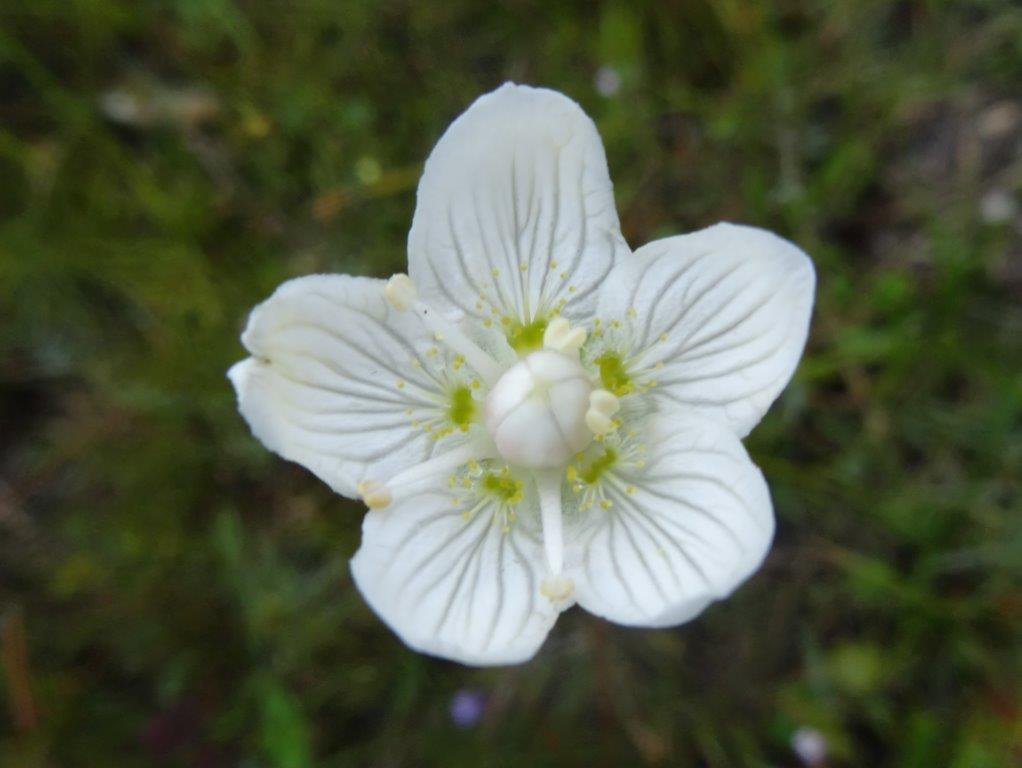 Parnassie des marais (Parnassia palustris)