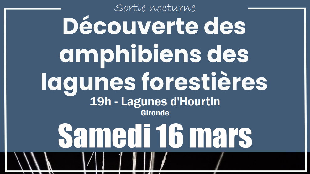 Une sortie nocturne pour la découverte des amphibiens à Hourtin !