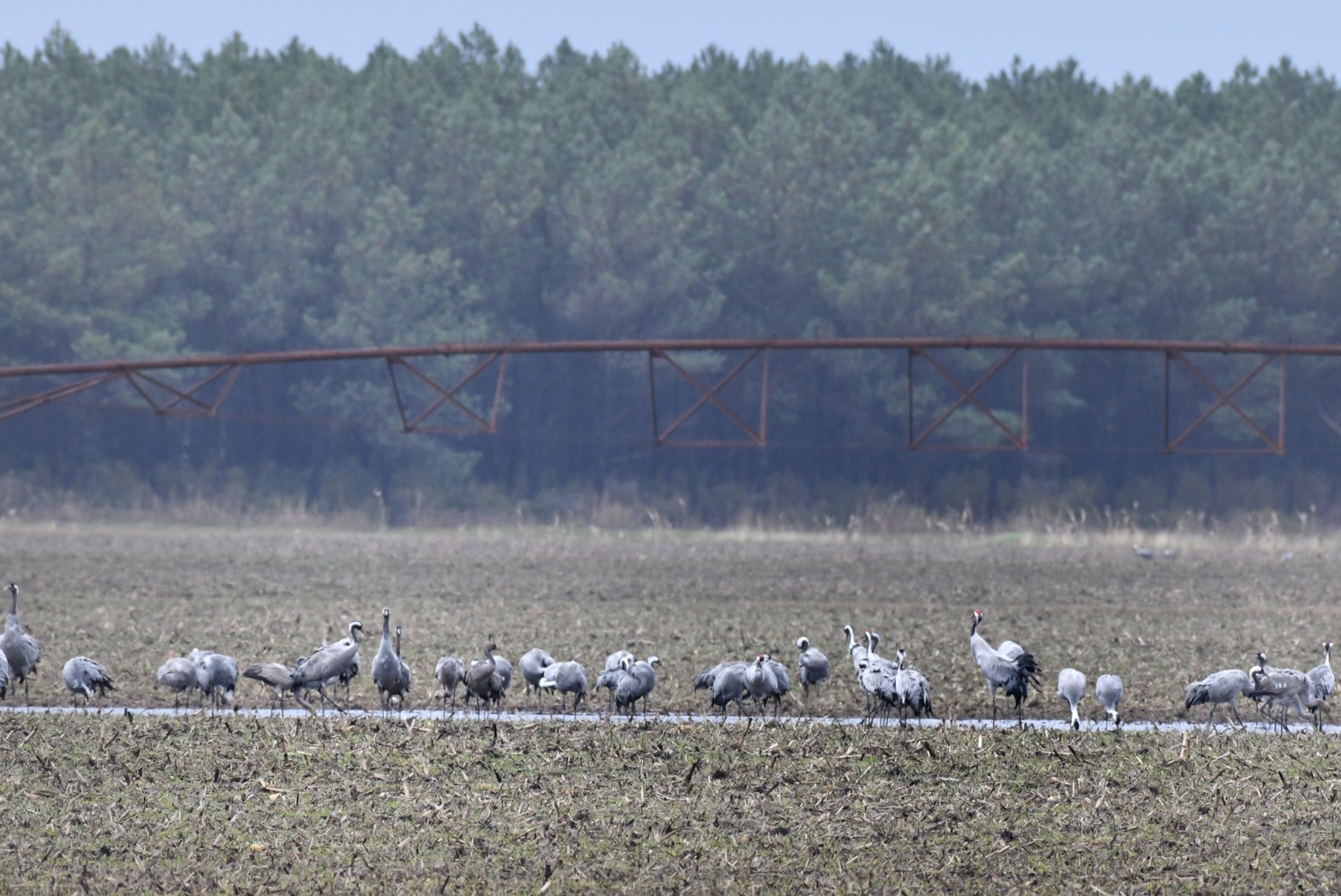 Bilan des comptages des grues pour la saison d'hivernage 2023-2024