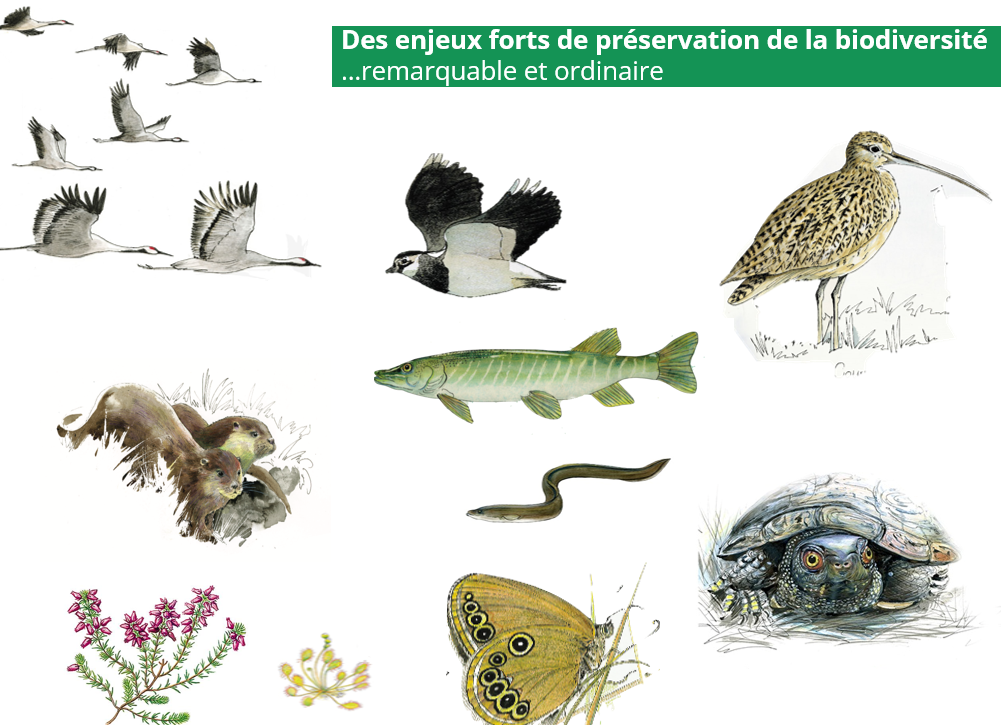 La saison de reproduction commence pour de nombreuses espèces tout comme la saison des suivis naturalistes!
