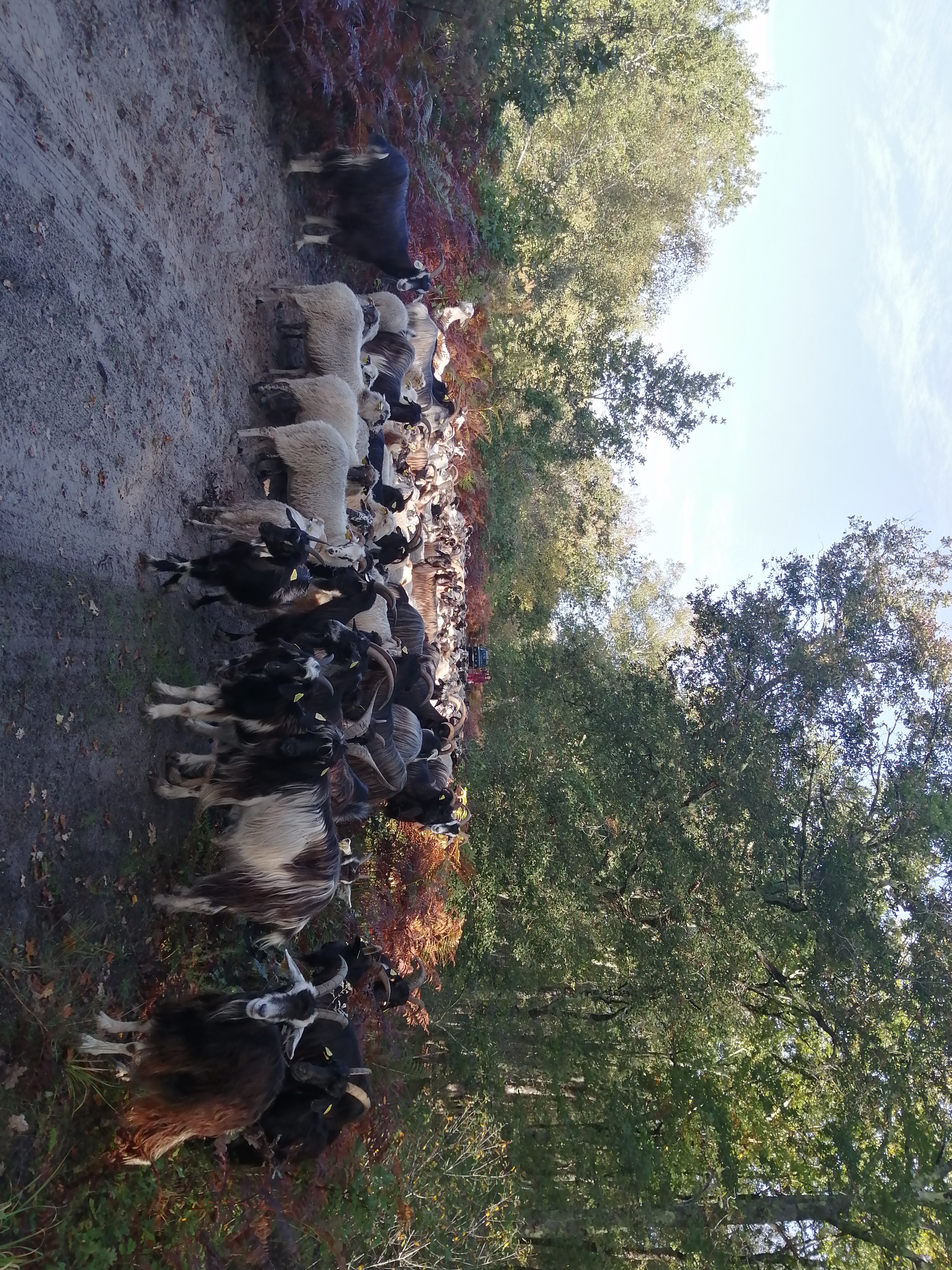 Retour de la transhumance sur le bassin versant les lacs Médocains ! Retour de la transhumance sur le bassin versant les lacs Médocains !