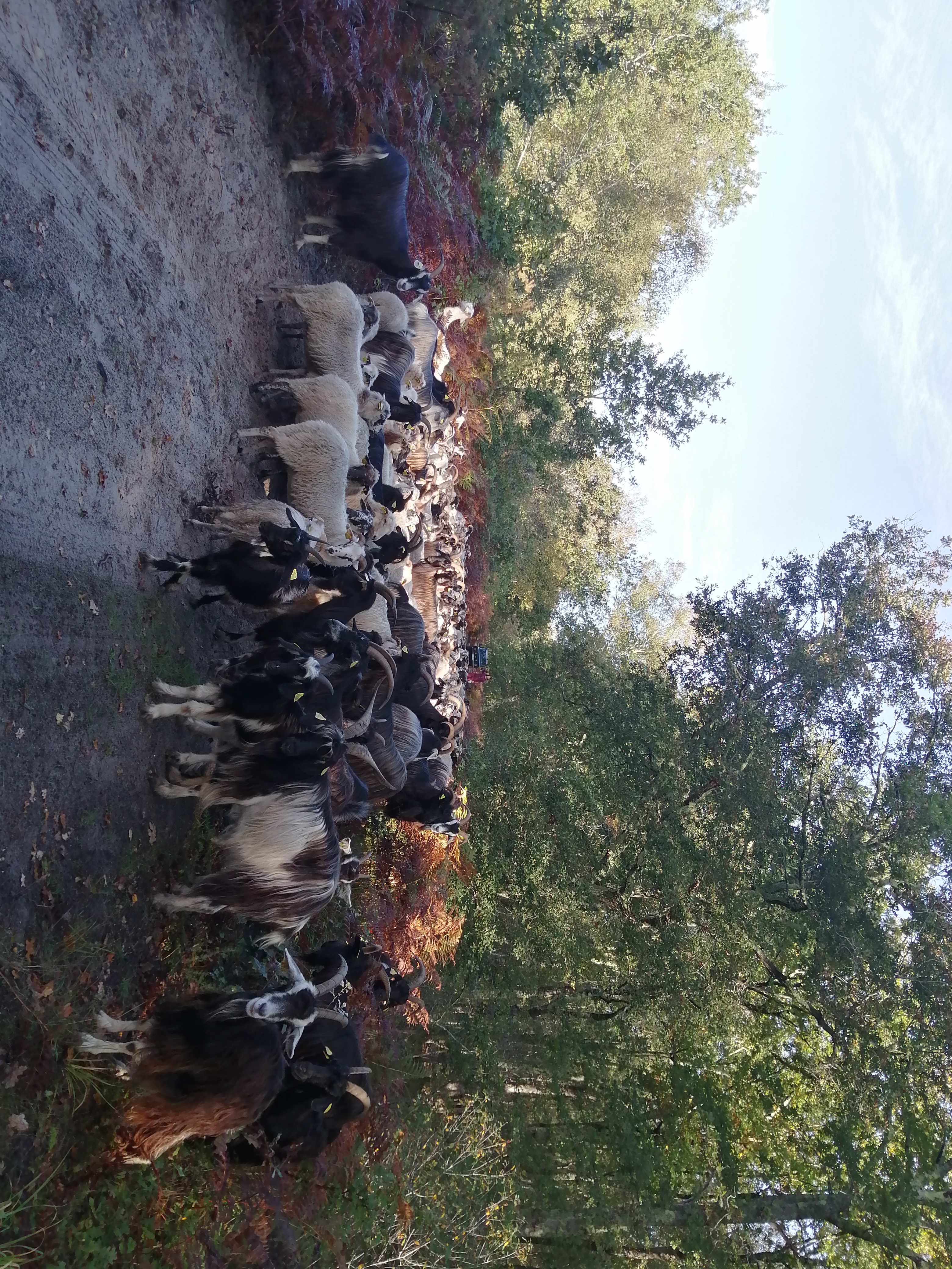 Retour de la transhumance sur le bassin versant les lacs Médocains ! 