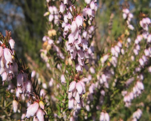Bruyère méditerranéenne (Erica mediterranea)