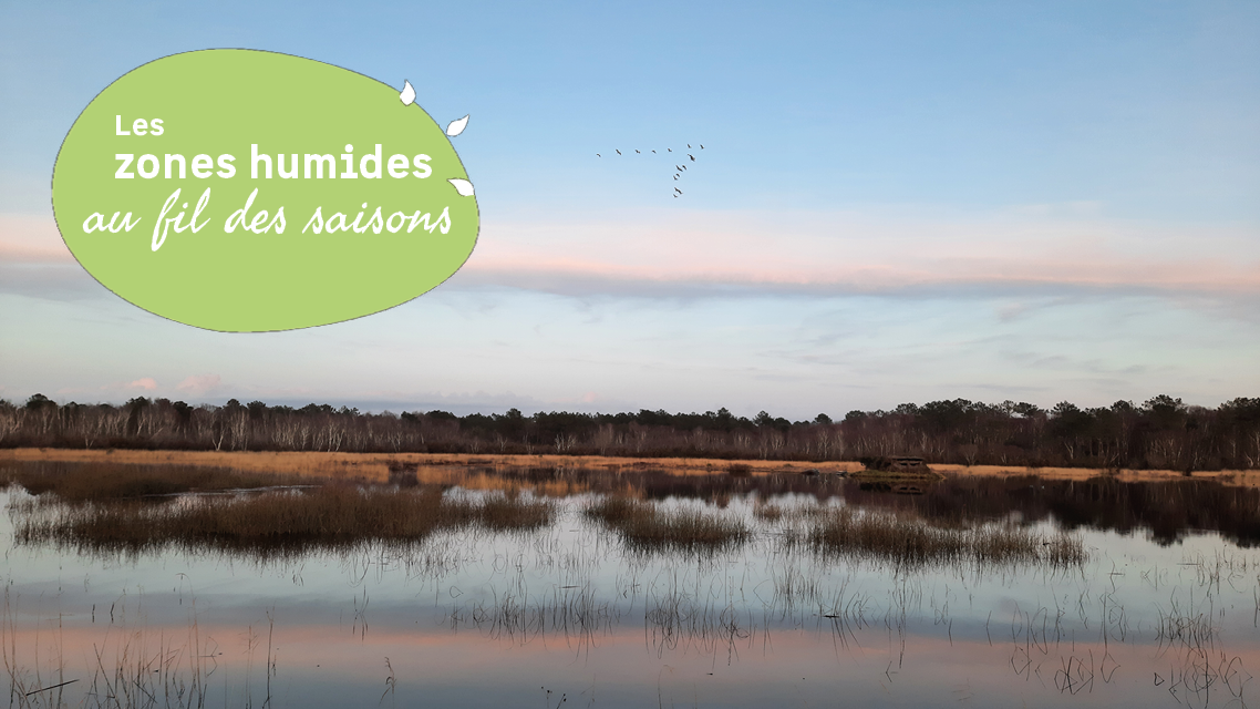 Un nouveau programme de sorties pour d&eacute;couvrir les zones humides m&eacute;docains en 2026