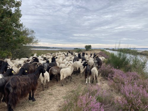 Le troupeau itin&eacute;rant d&eacute;bute son parcours annuel sur le bassin versant !