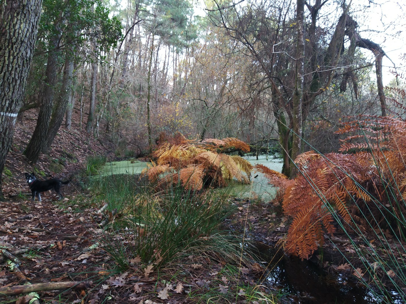Le marais des Aga&ccedil;ats mis en lumi&egrave;re aux Causeries de Piquey