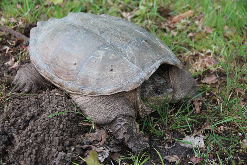 Tortue serpentine (Chelydra serpentina)