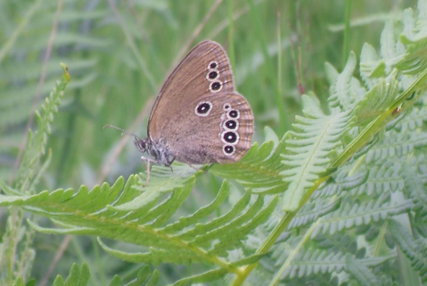 Fadet des Laîches (Coenonympha oedippus)