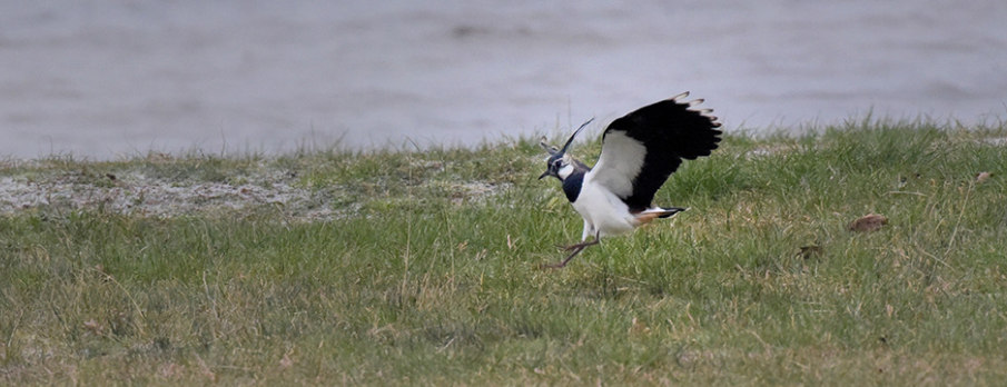 Les suivis sur les limicoles nicheurs sur le bassin versant