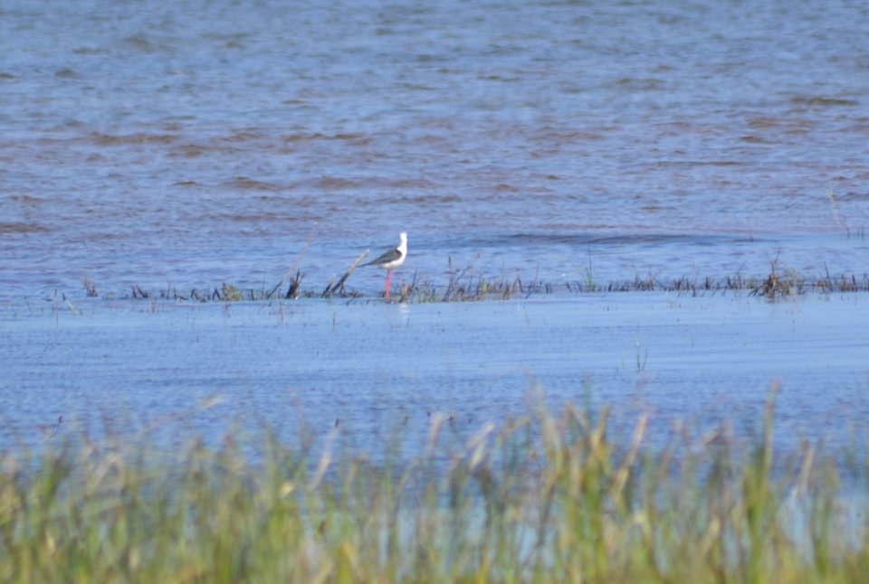 Echasse blanche (Himantopus himantopus)