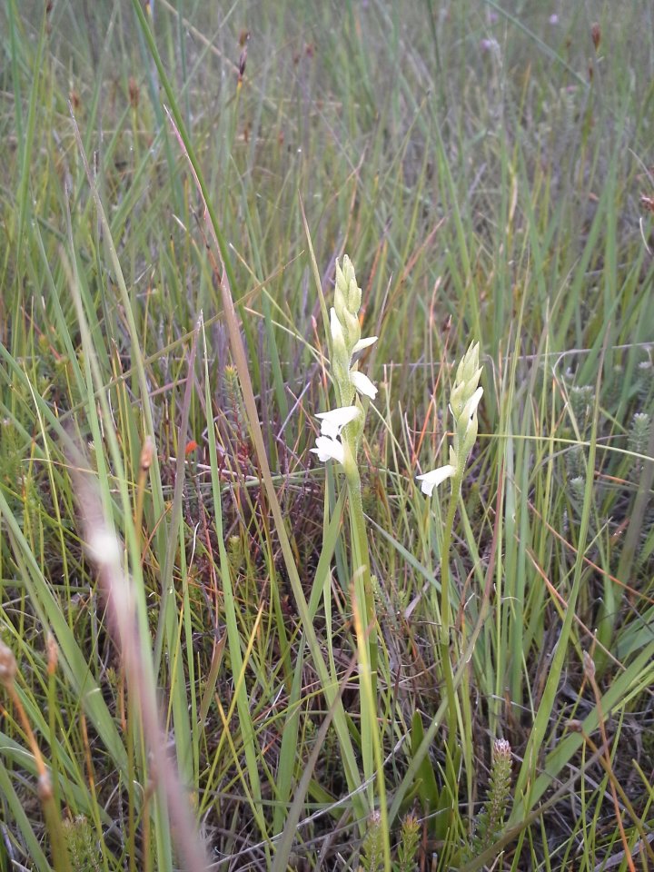 Spiranthe d’été (Spiranthes aestivalis)