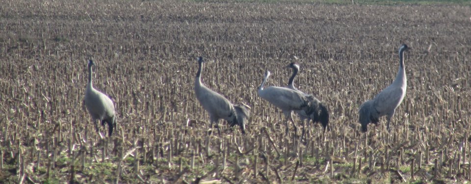 Grue cendrée (Grus grus)