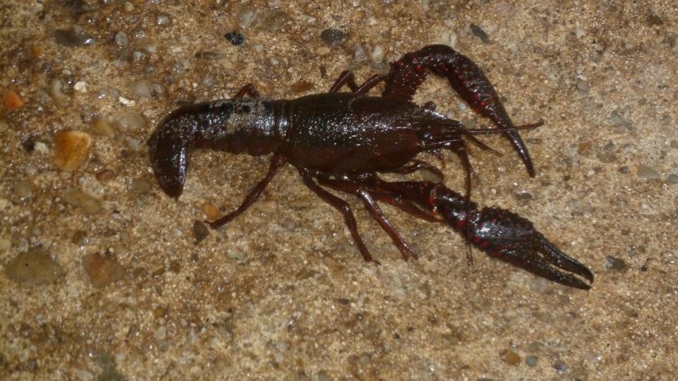 Ecrevisse de Louisiane (Procambarus clarkii)
