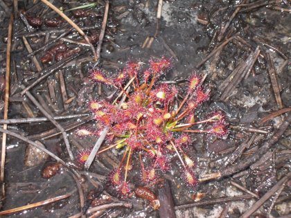 Drosera intermédiaire (Drosera intermedia)