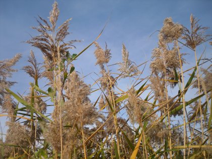 Roseau commun (Phragmites australis)